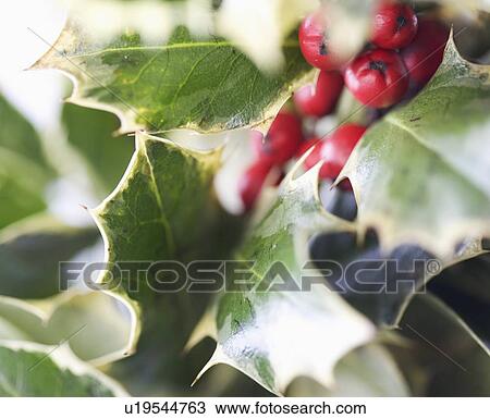 Stock Image - Closeup of holly leaves with berries. Fotosearch
