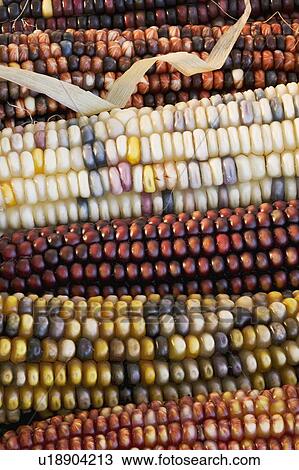 Closeup of Indian corn View Large Photo Image Stock Image - Closeup of Indian corn. Fotosearch