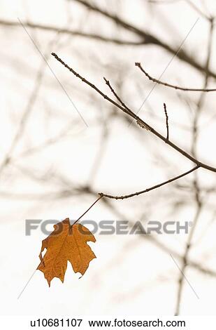 Closeup of lone autumn leaf View Large Photo Image Stock Photo - Closeup of lone autumn leaf. Fotosearch