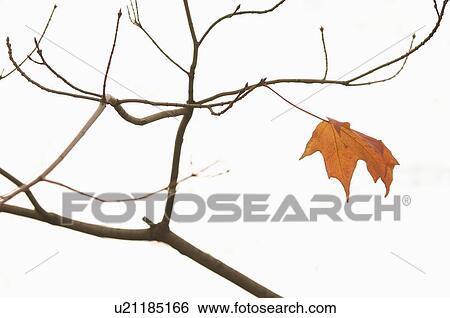 Closeup of lone autumn leaf View Large Photo Image Stock Photograph - Closeup of lone autumn leaf. Fotosearch