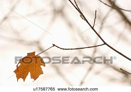 Closeup of lone autumn leaf View Large Photo Image Stock Photography - Closeup of lone autumn leaf. Fotosearch