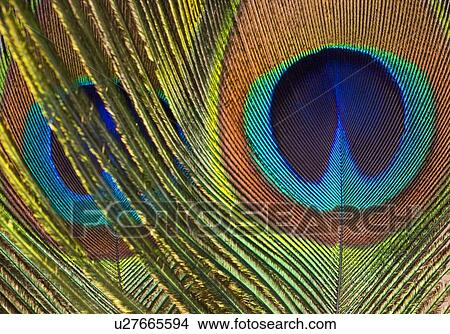 Closeup of peacock feathers View Large Photo Image Picture - Closeup of peacock feathers. Fotosearch