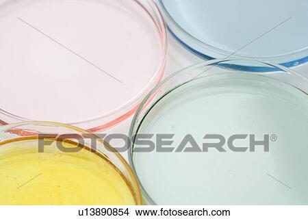 Closeup of petri dishes with liquid View Large Photo Image Picture - Closeup of petri dishes with liquid. Fotosearch