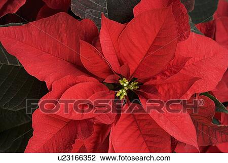 Stock Image - Closeup of poinsettia flower. Fotosearch