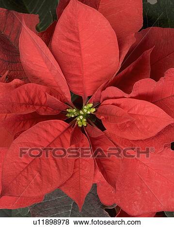 Stock Photo - Closeup of poinsettia flower. Fotosearch