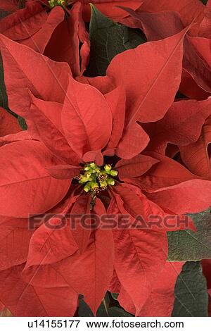 Stock Photo - Closeup of poinsettia plant. Fotosearch