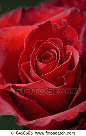 Closeup of red rose opening View Large Photo Image Stock Photography - Closeup of red rose opening. Fotosearch