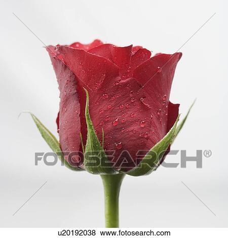 Stock Photo - Closeup of red rose with dew. Fotosearch