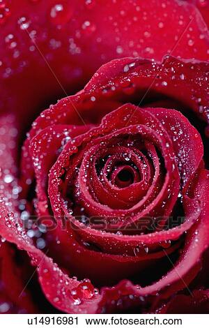 Stock Image - Closeup of red rosebud opening. Fotosearch