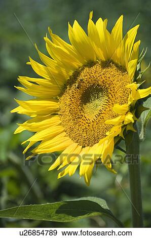 Closeup of single sunflower View Large Photo Image Stock Photo - Closeup of single sunflower. Fotosearch