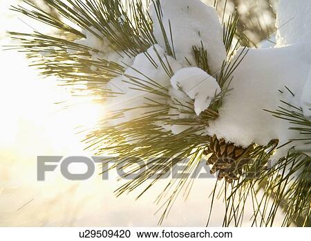 Stock Image - Closeup of snow covered pine bough. Fotosearch