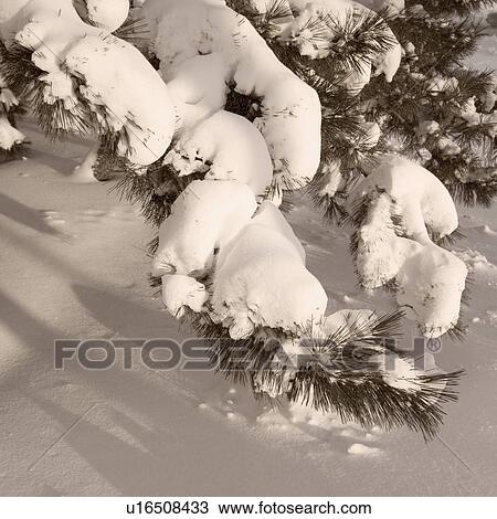 Stock Image - Closeup of snow covered pine boughs. Fotosearch