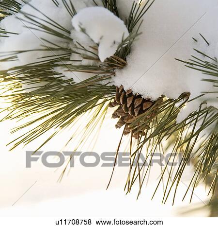 Closeup of snowy branch with pinecones View Large Photo Image Stock Photo - Closeup of snowy branch with pinecones. Fotosearch