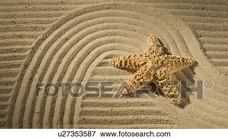Closeup of starfish on sand View Large Photo Image Stock Photo - Closeup of starfish on sand. Fotosearch