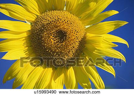 Stock Image - Closeup of sunflower. Fotosearch