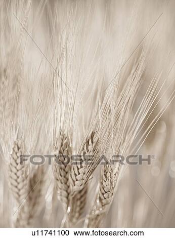 Closeup of wheat View Large Photo Image Stock Image - Closeup of wheat. Fotosearch