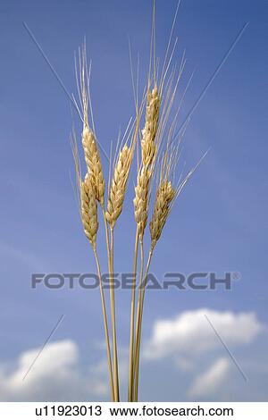 Closeup of wheat View Large Photo Image Stock Image - Closeup of wheat. Fotosearch