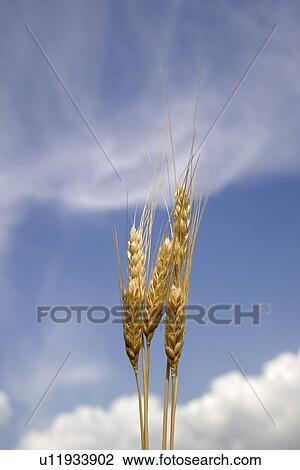 Closeup of wheat View Large Photo Image Stock Image - Closeup of wheat. Fotosearch