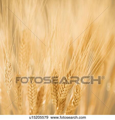 Stock Photo - Closeup of wheat. Fotosearch
