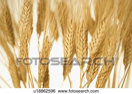 Closeup of wheat View Large Photo Image Stock Photograph - Closeup of wheat. Fotosearch