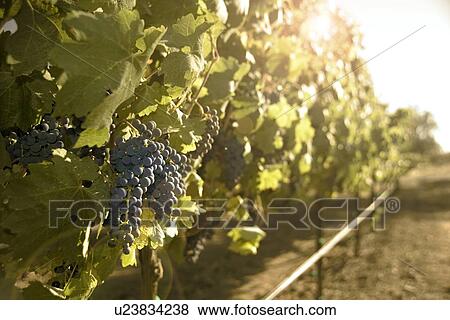 Closeup of wine grapes in California View Large Photo Image Stock Photo - Closeup of wine grapes in California. Fotosearch