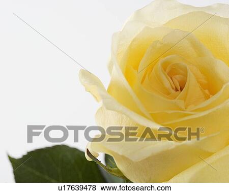 Closeup of yellow rose View Large Photo Image Stock Photo - Closeup of yellow rose. Fotosearch