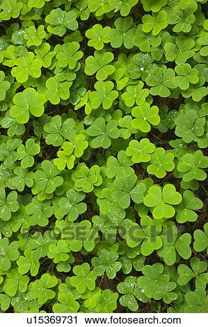 Clover Muir Woods National Park California USA View Large Photo Image Stock Image - Clover Muir Woods National Park California USA. Fotosearch