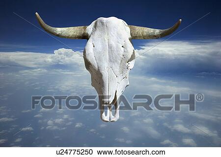 Stock Image - Cow skull over clouds. Fotosearch
