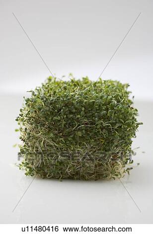 Cube of sprouts View Large Photo Image Stock Photograph - Cube of sprouts. Fotosearch