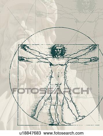 DaVinci drawing of body of man View Large Photo Image Stock Image - DaVinci drawing of body of man. Fotosearch