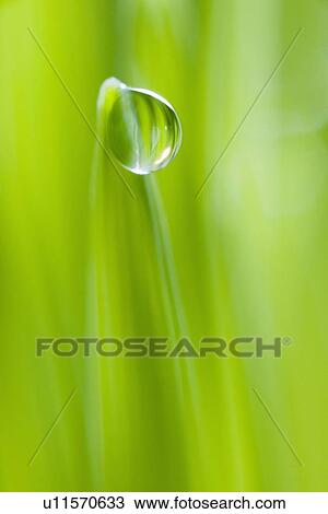 Stock Image - Drop of water on blade of grass. Fotosearch