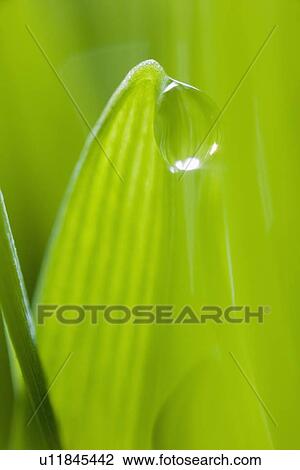 Stock Image - Drop of water on blade of grass. Fotosearch
