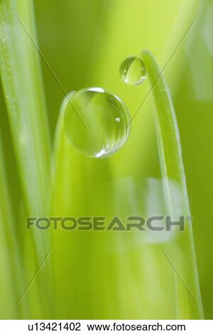 Drop of water on blade of grass View Large Photo Image Stock Image - Drop of water on blade of grass. Fotosearch