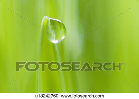 Drop of water on blade of grass View Large Photo Image Stock Image - Drop of water on blade of grass. Fotosearch