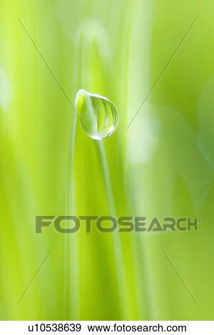 Stock Photo - Drop of water on blade of grass. Fotosearch