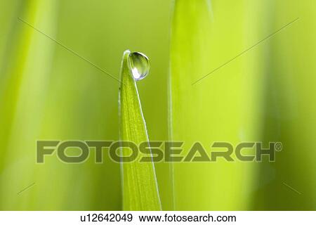 Stock Photo - Drop of water on blade of grass. Fotosearch