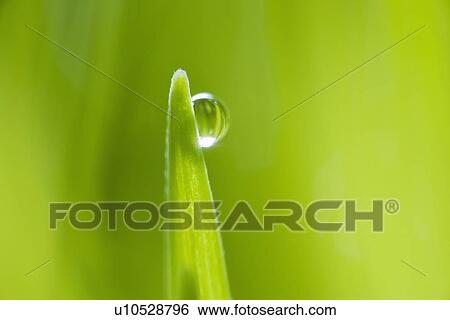 Drop of water on blade of grass View Large Photo Image Stock Photograph - Drop of water on blade of grass. Fotosearch