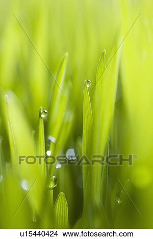 Picture - Drops of water on blades of grass. Fotosearch