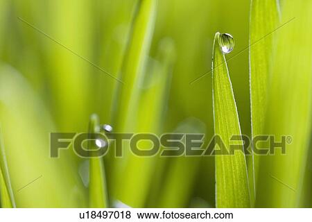 Drops of water on blades of grass View Large Photo Image Stock Photo - Drops of water on blades of grass. Fotosearch
