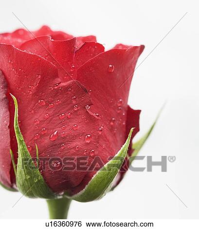 Stock Photograph - Drops of water on red rose. Fotosearch