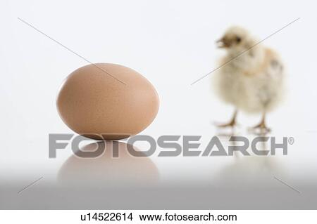 Egg and chick View Large Photo Image Picture - Egg and chick. Fotosearch
