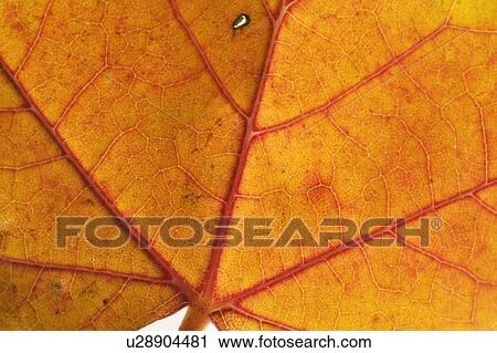 Stock Image - Extreme closeup of an autumn leaf. Fotosearch
