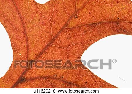 Extreme closeup of an autumn leaf View Large Photo Image Stock Photo - Extreme closeup of an autumn leaf. Fotosearch