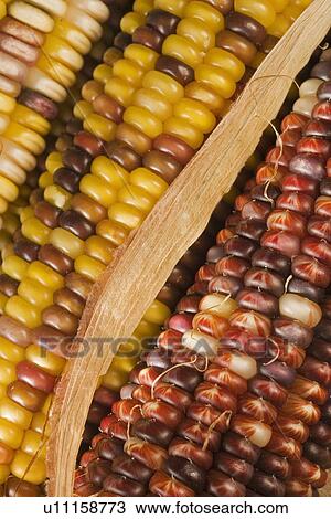 Stock Image - Extreme closeup of Indian corn. Fotosearch