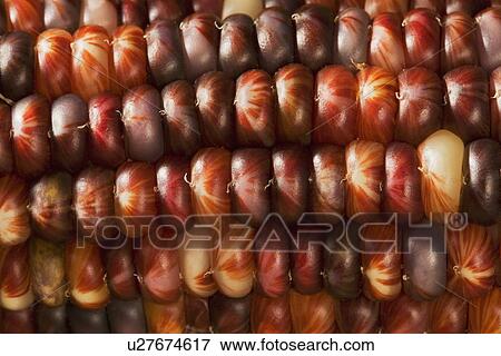 Extreme closeup of Indian corn View Large Photo Image Stock Photo - Extreme closeup of Indian corn. Fotosearch