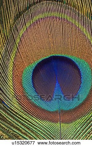Eye of a peacock feather View Large Photo Image Stock Photo - Eye of a peacock feather. Fotosearch