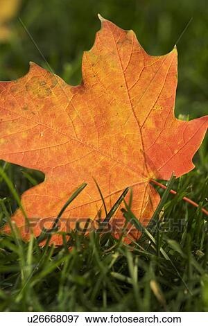 Fallen orange leaf on green grass View Large Photo Image Stock Photo - Fallen orange leaf on green grass. Fotosearch