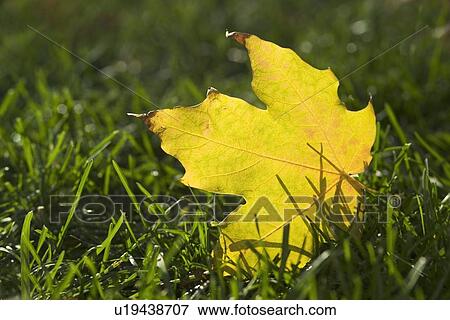 Stock Photo - Fallen yellow leaf on green grass. Fotosearch