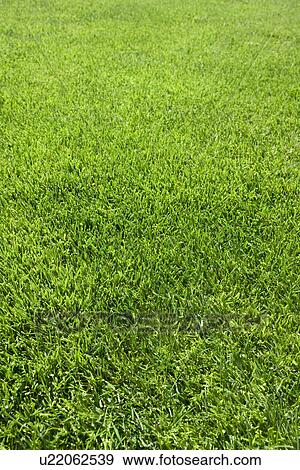Stock Photo - Field of green grass growing outdoors. Fotosearch