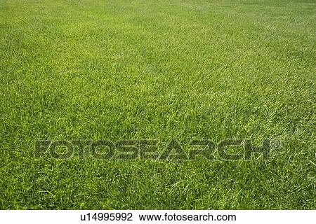 Field of green grass outdoors View Large Photo Image Stock Image - Field of green grass outdoors. Fotosearch